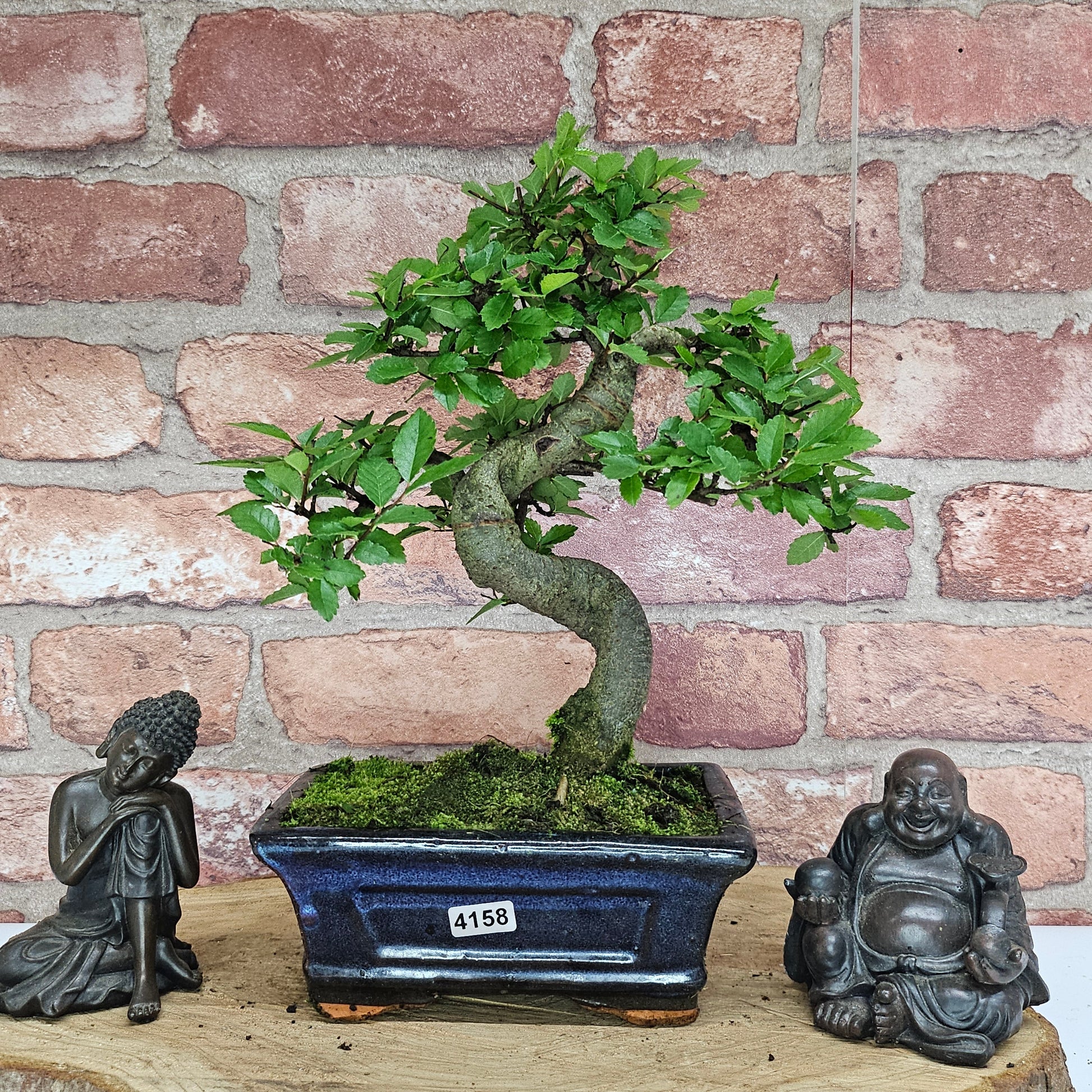 Bonsai tree in a pot with two Buddha statues on a wooden surface against a brick wall.