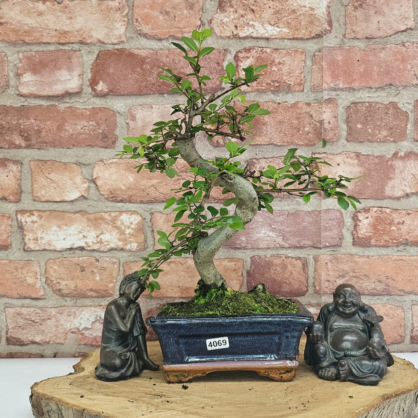 Bonsai tree in a pot with two statues on a wooden platform against a brick wall.