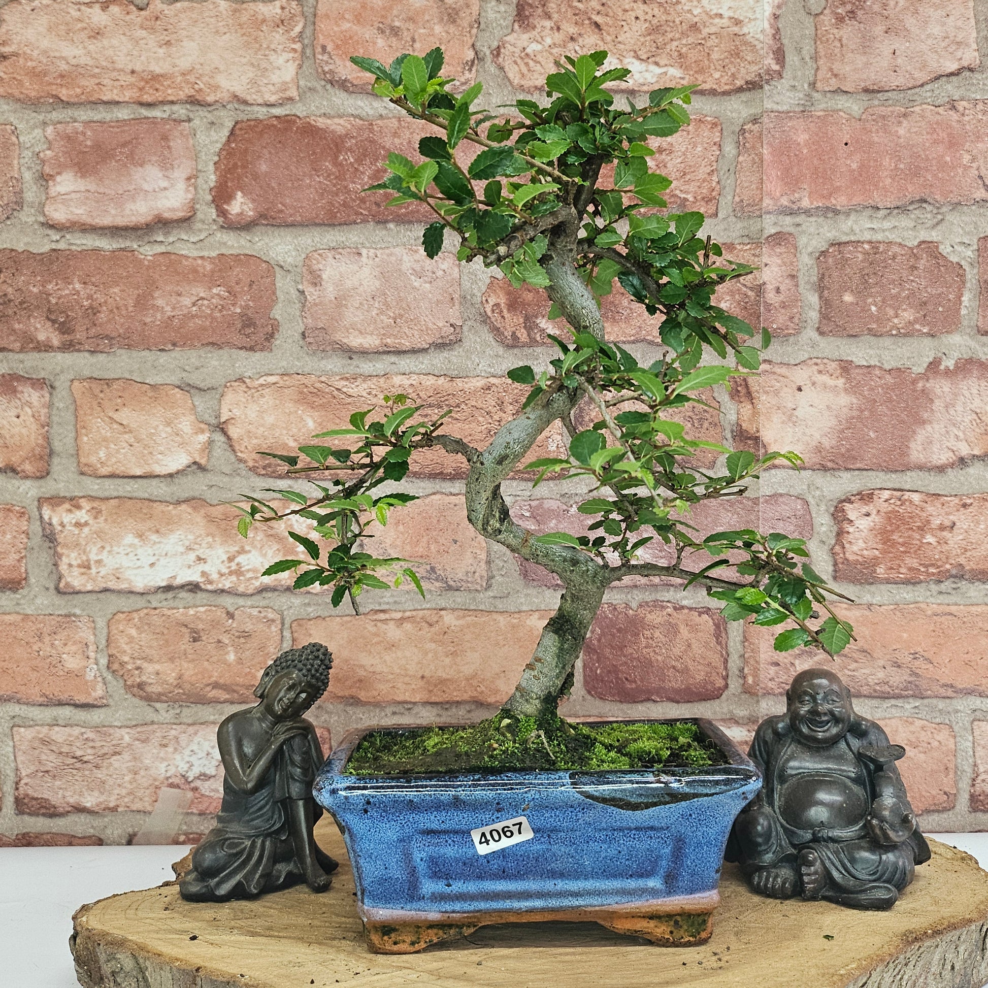 Bonsai tree in a blue pot with two statues on a wooden stand against a brick wall.