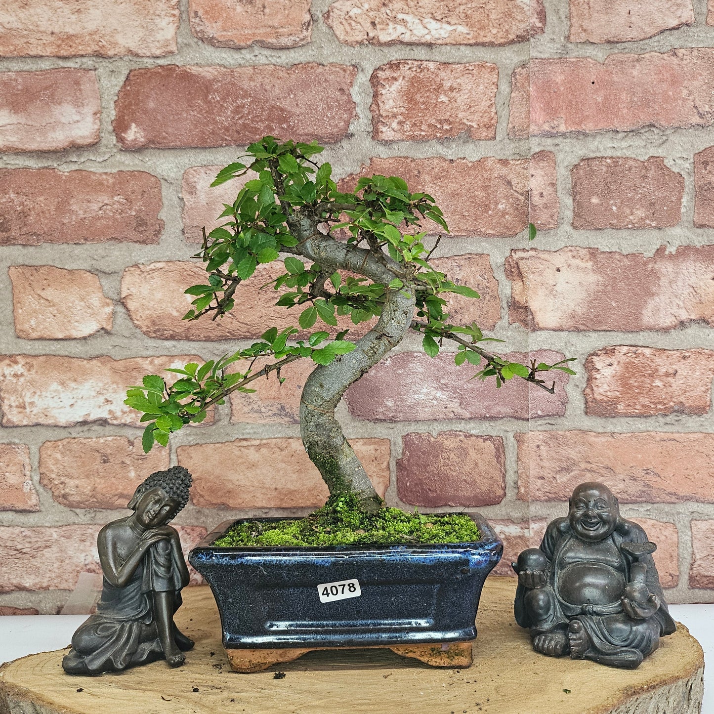 Bonsai tree in a pot with two Buddha statues on a wooden surface against a brick wall.