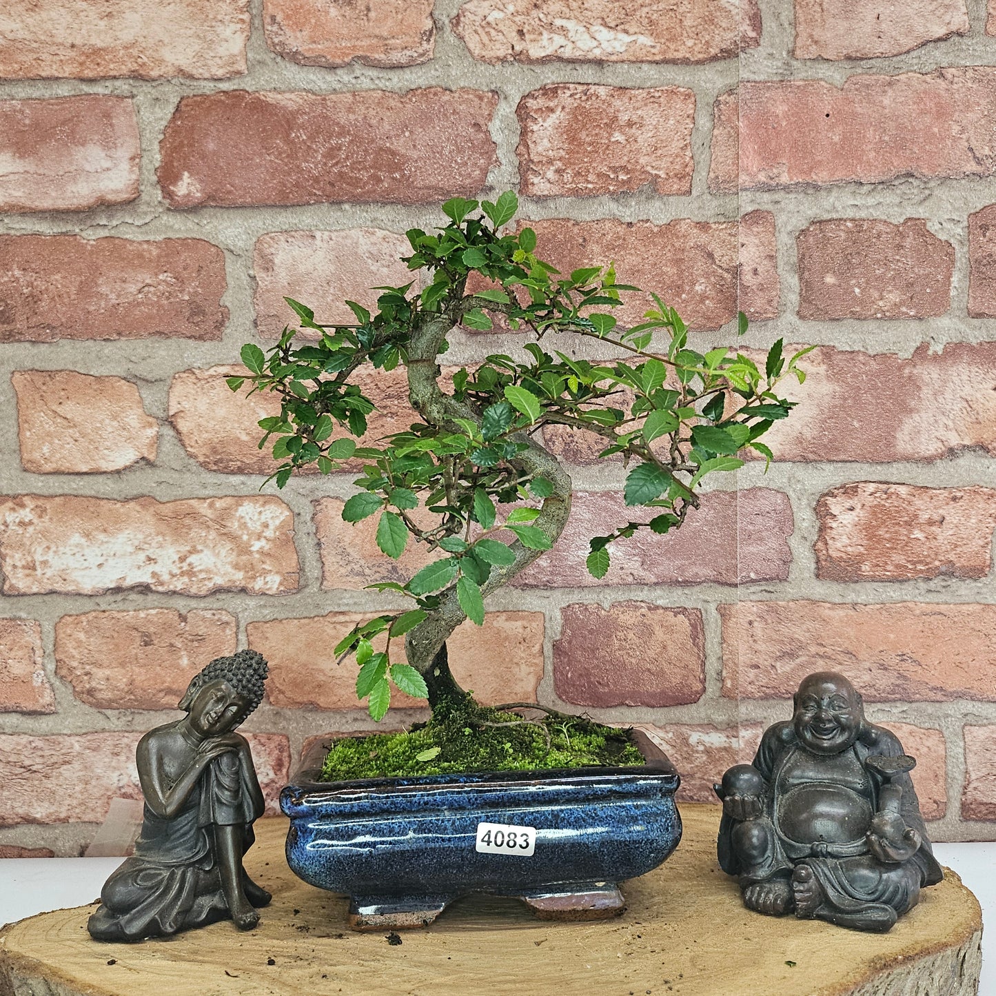 Bonsai tree in a pot with two Buddha statues on a wooden surface against a brick wall.