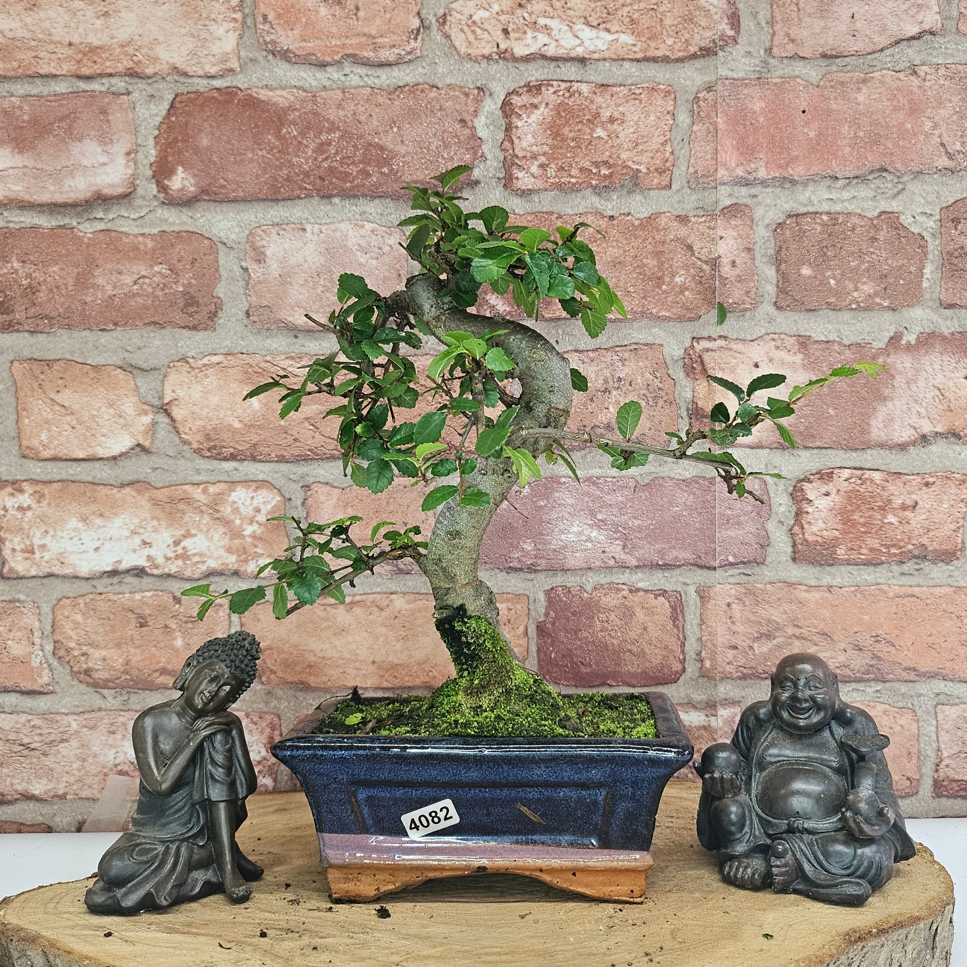 Bonsai tree in a pot with two Buddha statues on a wooden surface against a brick wall.