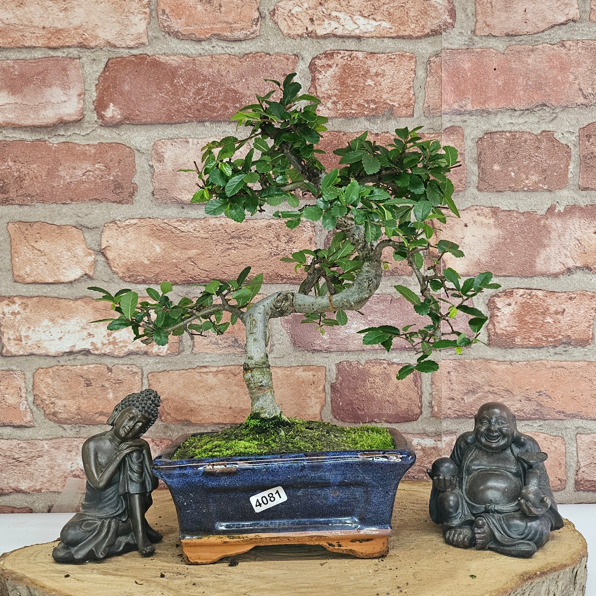 Bonsai tree in a pot with two Buddha statues on a wooden stump against a brick wall.