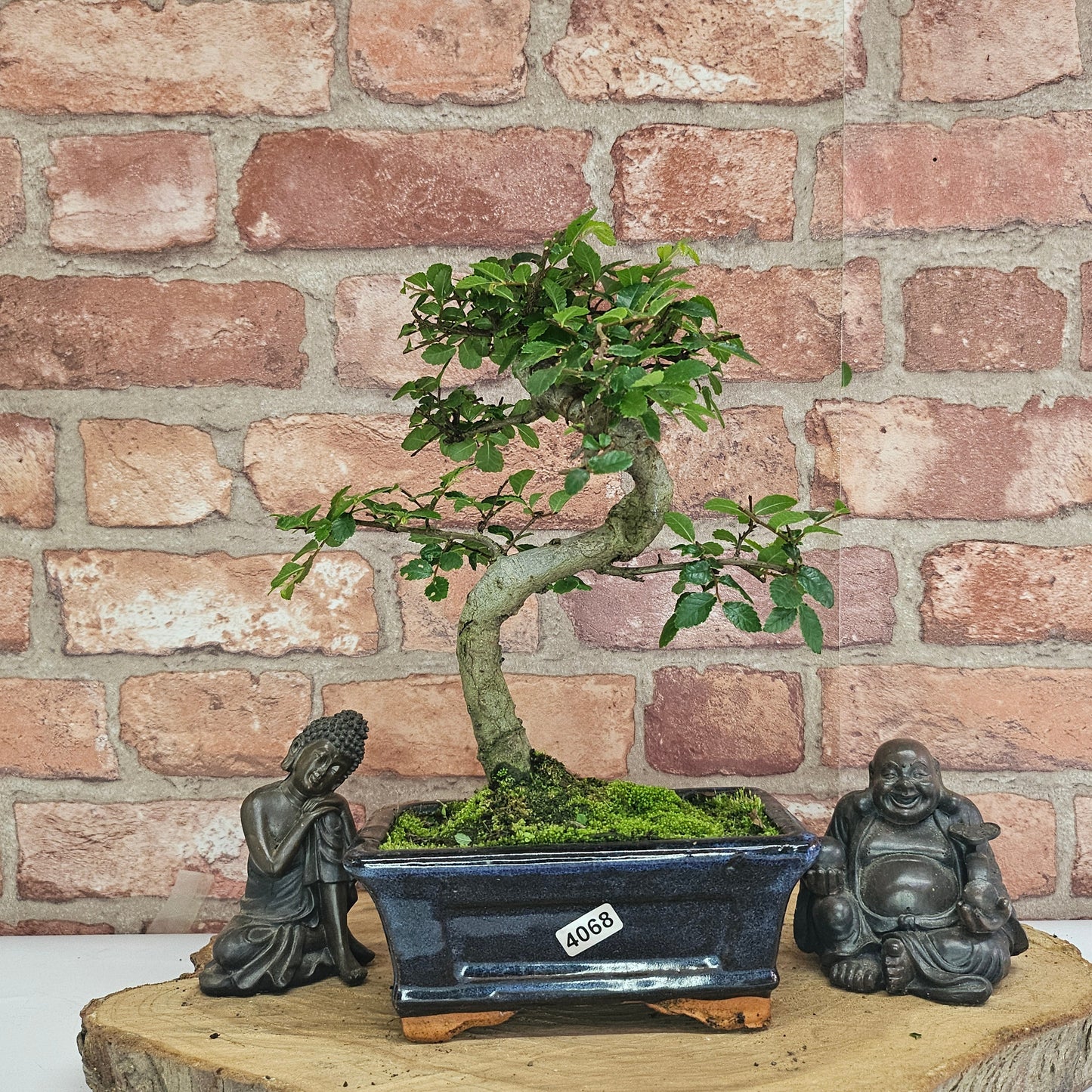 Bonsai tree in a pot with two Buddha statues on a wooden platform against a brick wall.