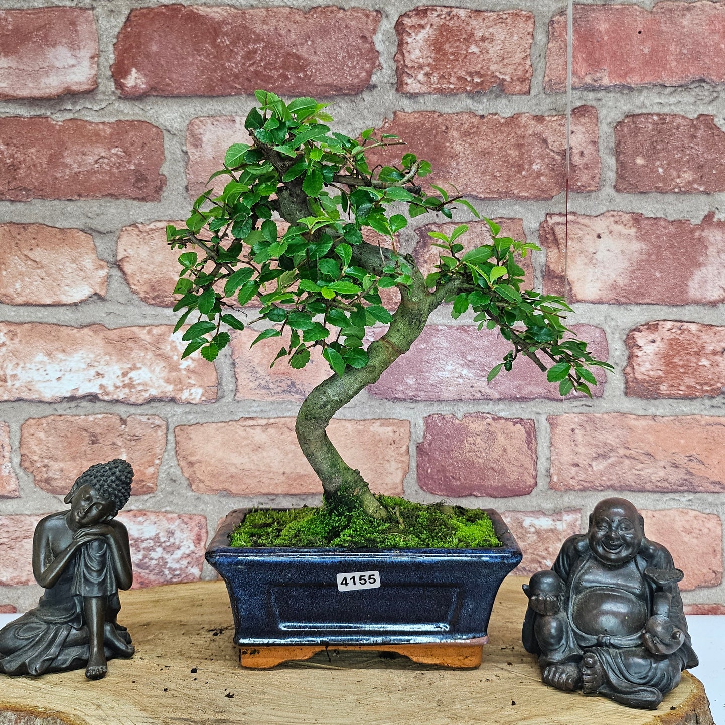 Bonsai tree in a pot with two Buddha statues on a wooden surface against a brick wall.