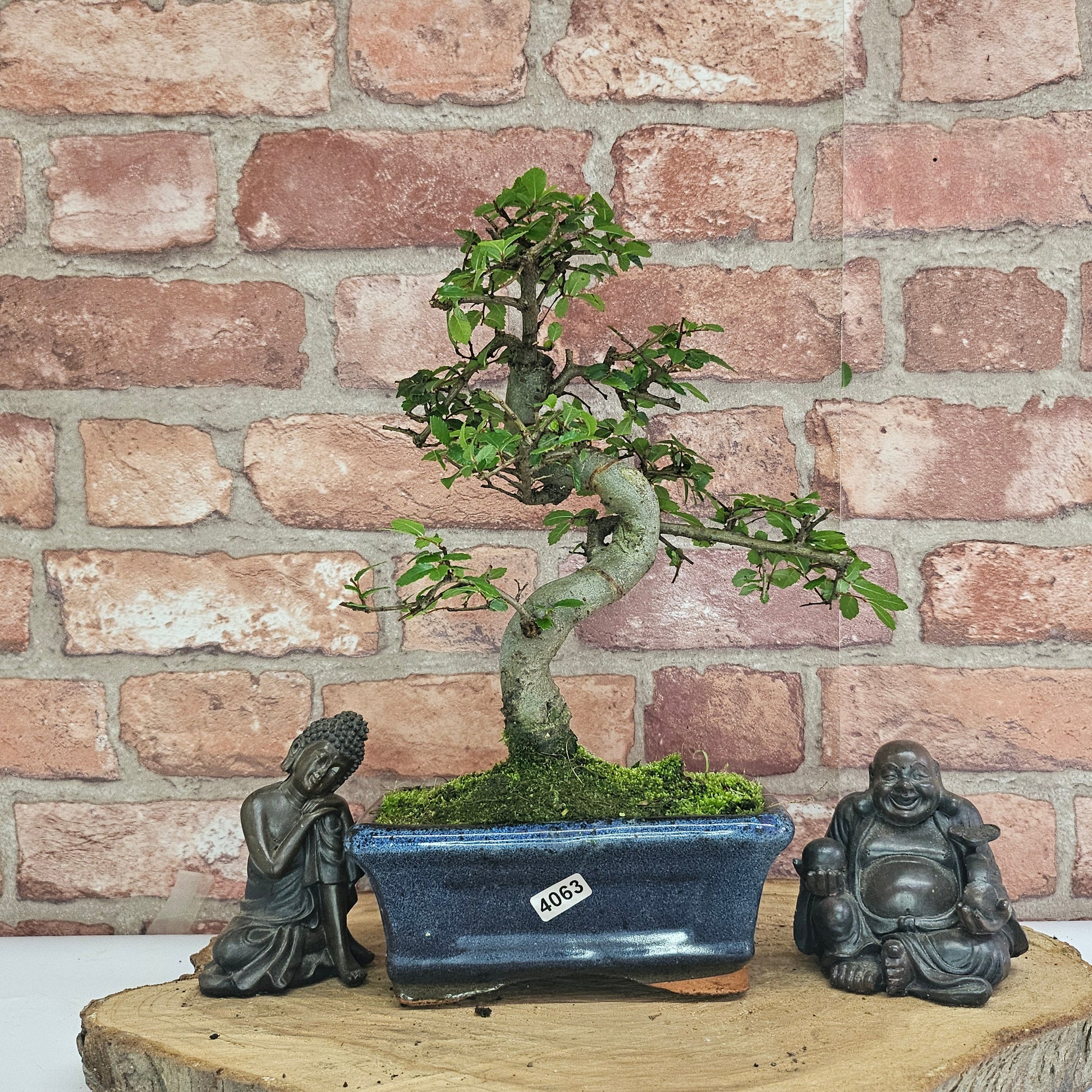 Bonsai tree in a pot with two Buddha statues on a wooden surface against a brick wall.