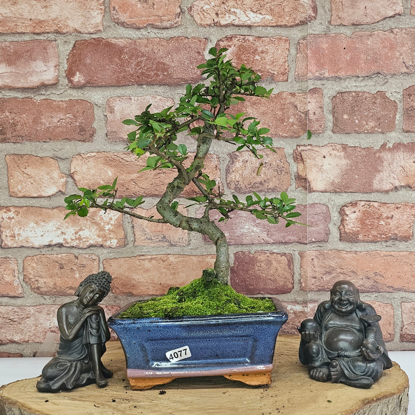 Bonsai tree in a pot with two Buddha statues on a wooden surface against a brick wall.