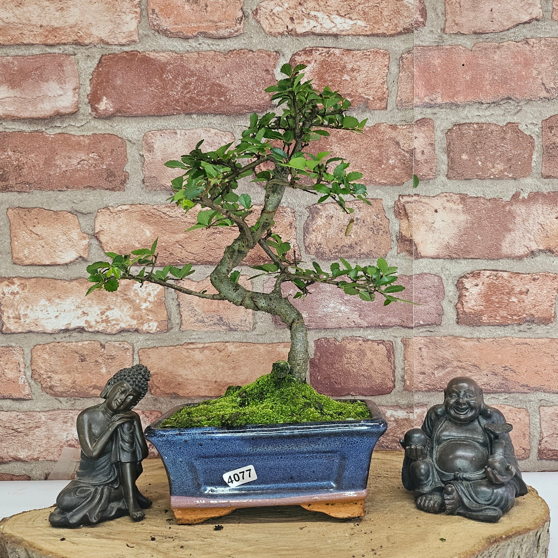 Bonsai tree in a pot with two Buddha statues on a wooden surface against a brick wall.