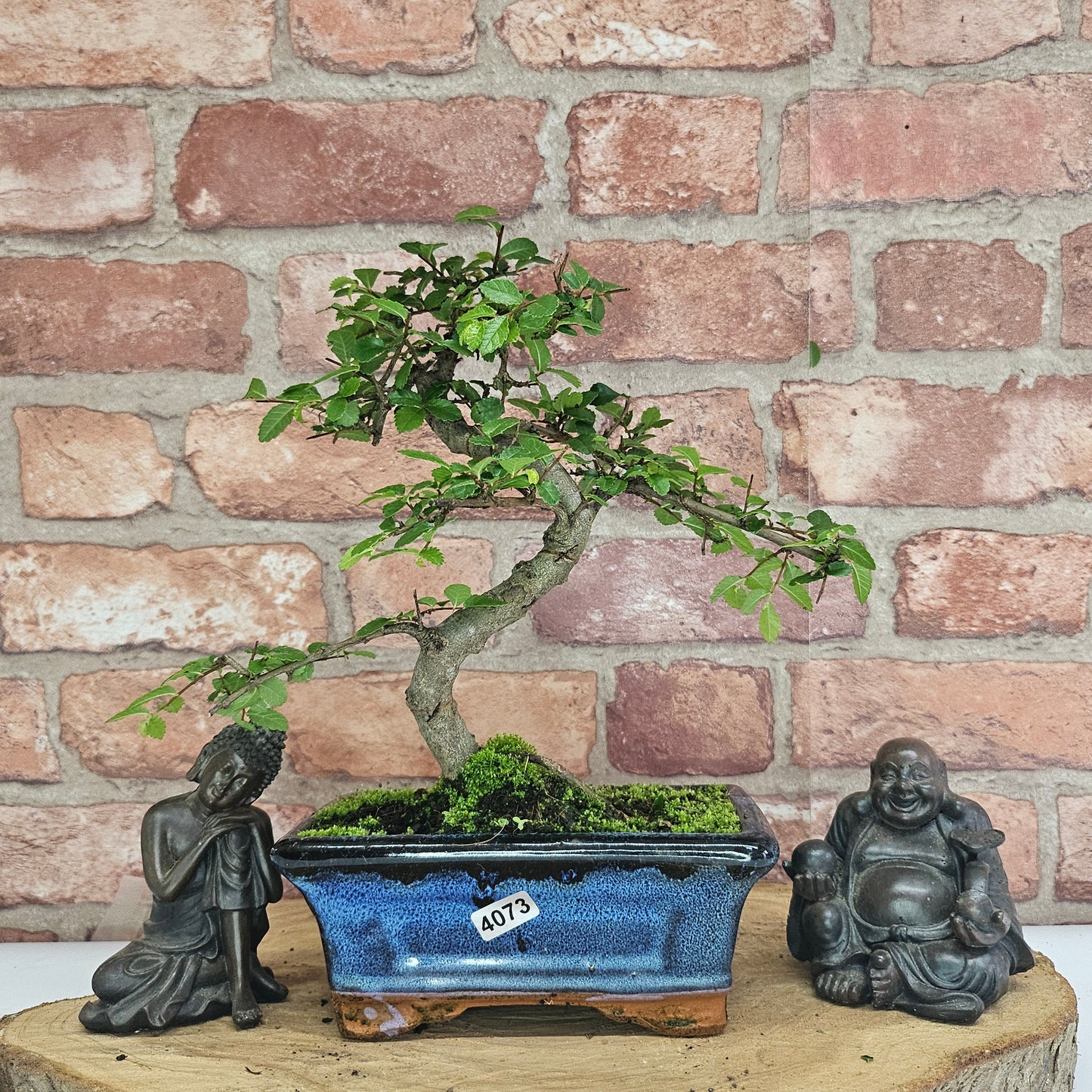 Bonsai tree in a blue pot with two Buddha statues against a brick wall.