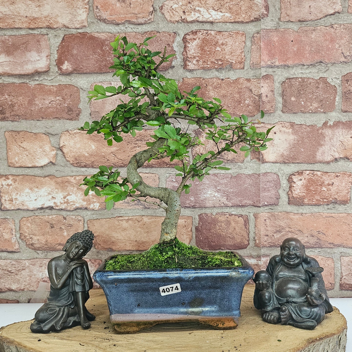 Bonsai tree in a pot with two Buddha statues on a wooden surface against a brick wall.