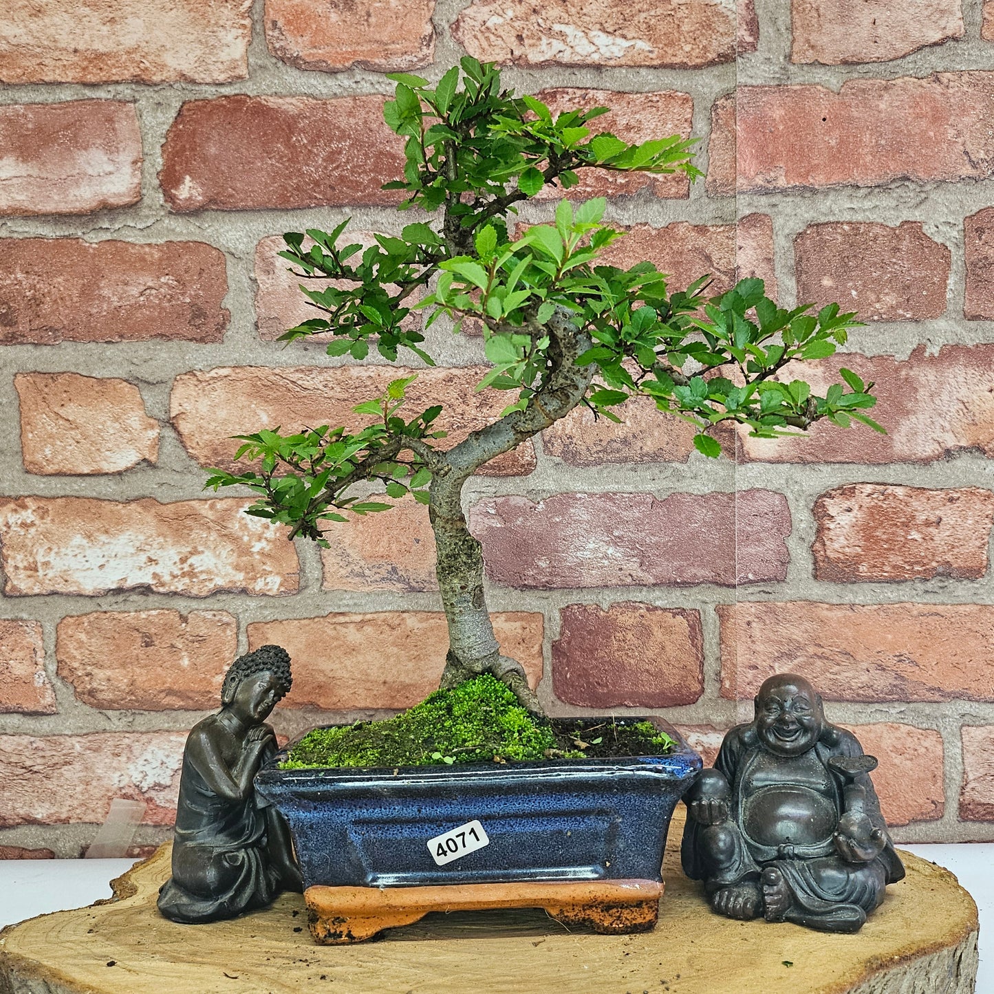 Bonsai tree in a pot with two statues on a wooden platform against a brick wall.