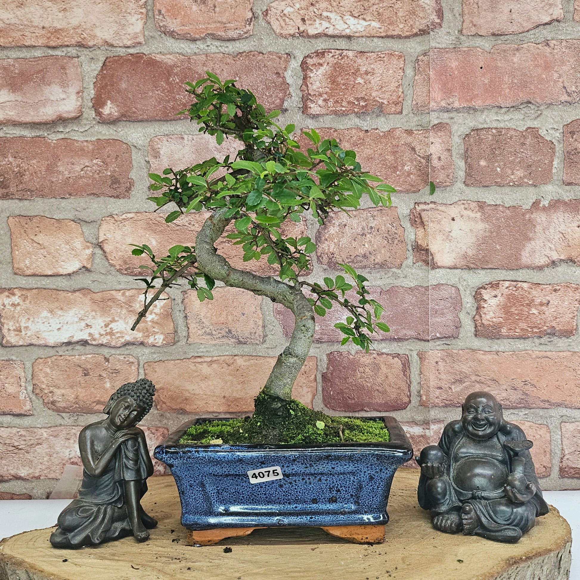 Bonsai tree in a blue pot with two Buddha statues on a wooden stand against a brick wall.