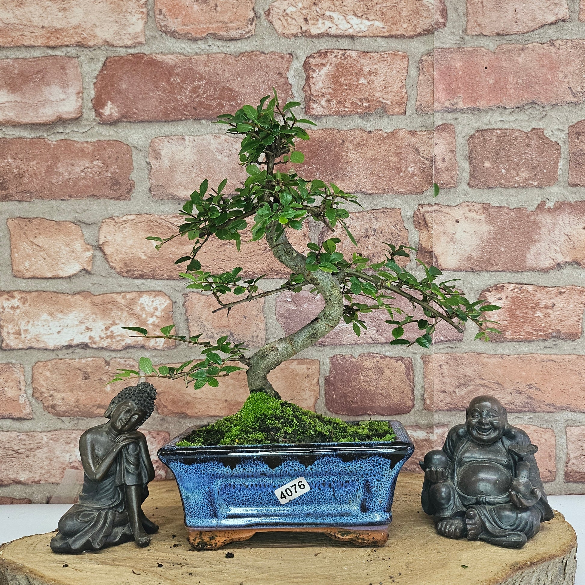 Bonsai tree in a blue pot with two Buddha statues on a wooden stand against a brick wall.