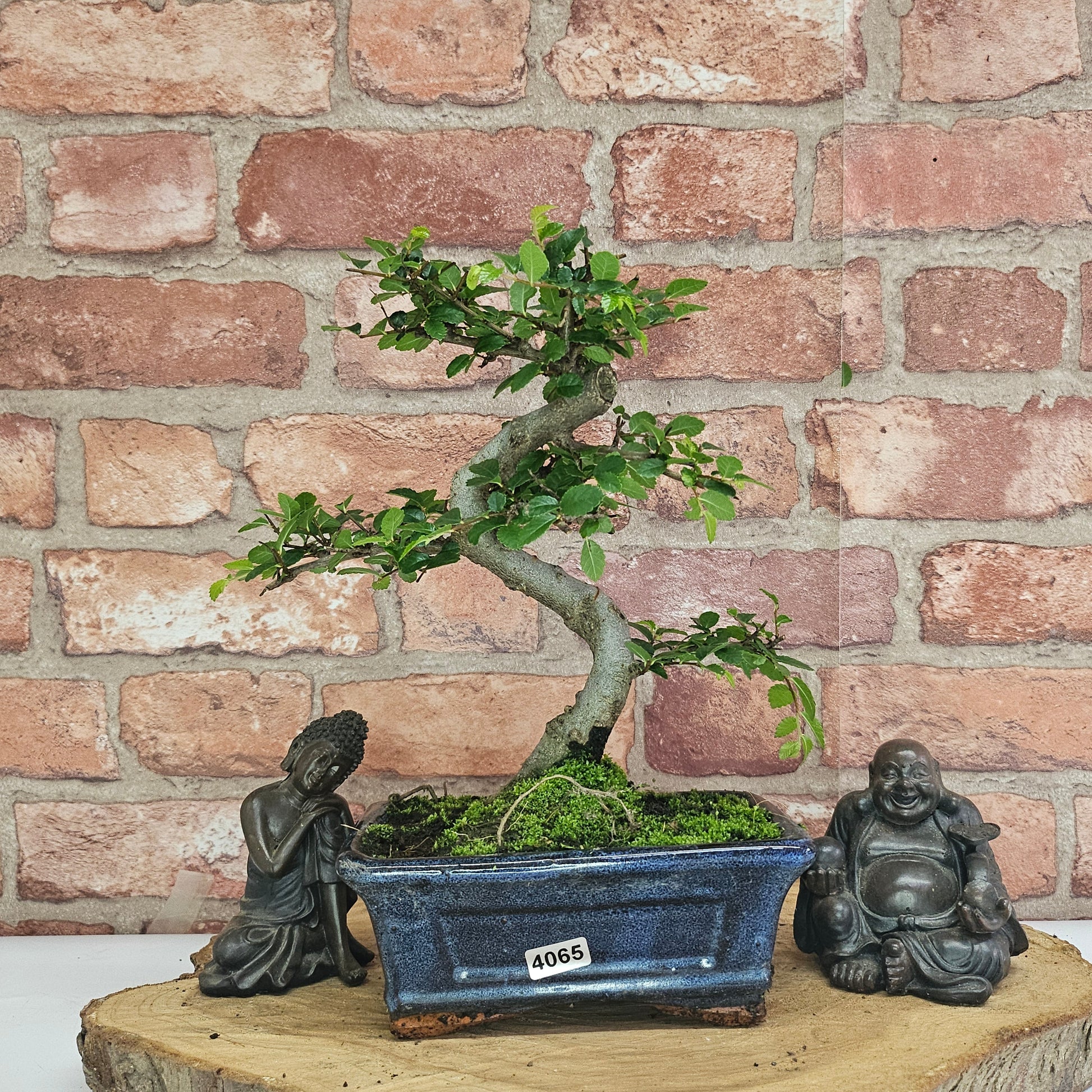 Bonsai tree in a blue pot with two statues on a wooden platform against a brick wall.