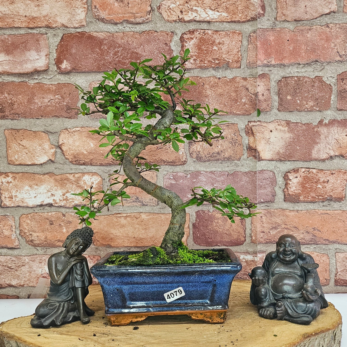 Bonsai tree in a pot with two Buddha statues on a wooden platform against a brick wall.