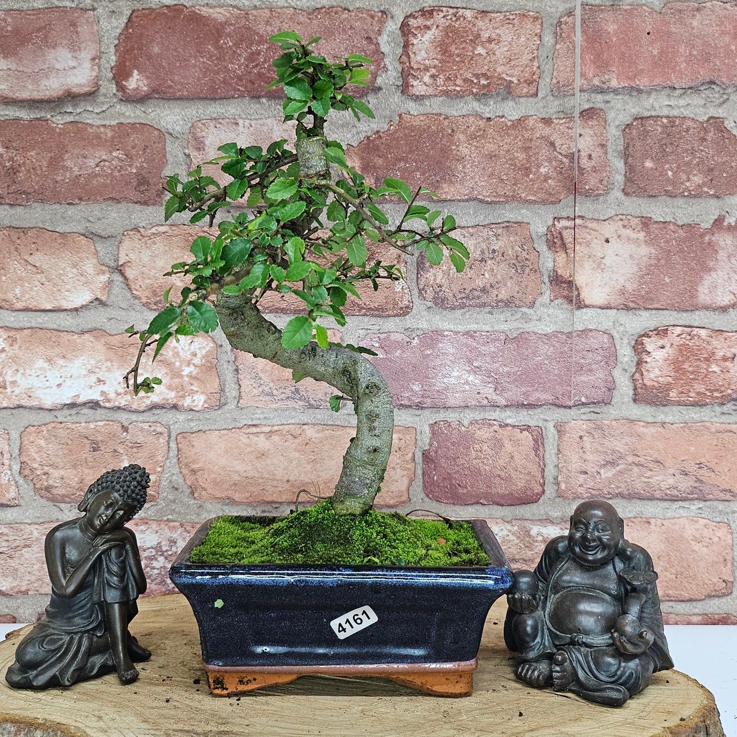 Bonsai tree in a pot with two Buddha statues against a brick wall.