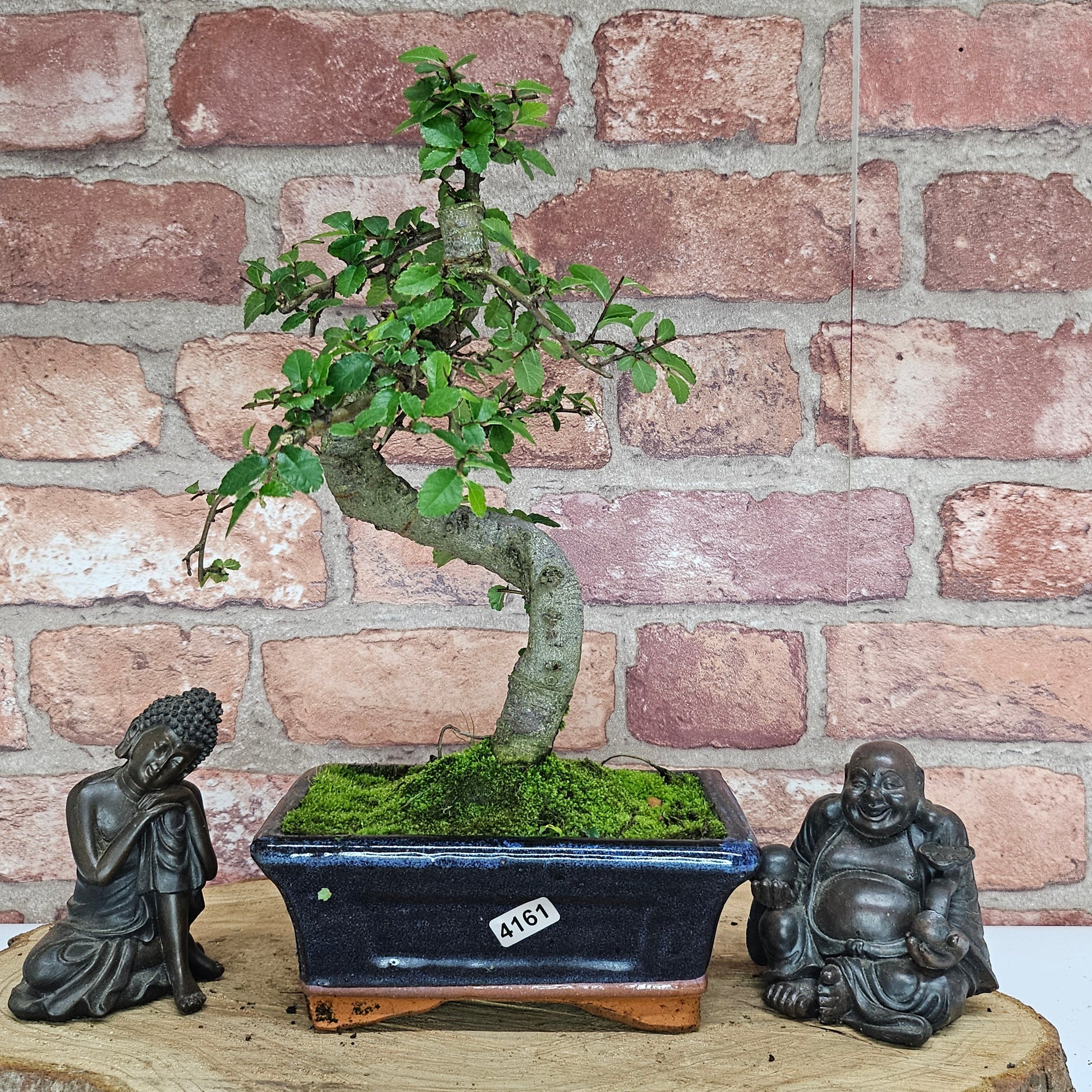 Bonsai tree in a pot with two Buddha statues against a brick wall.