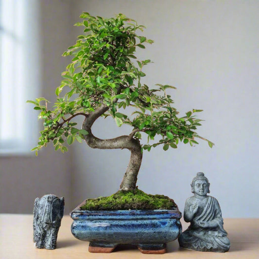 Bonsai tree in a pot with two stone sculptures on a neutral background