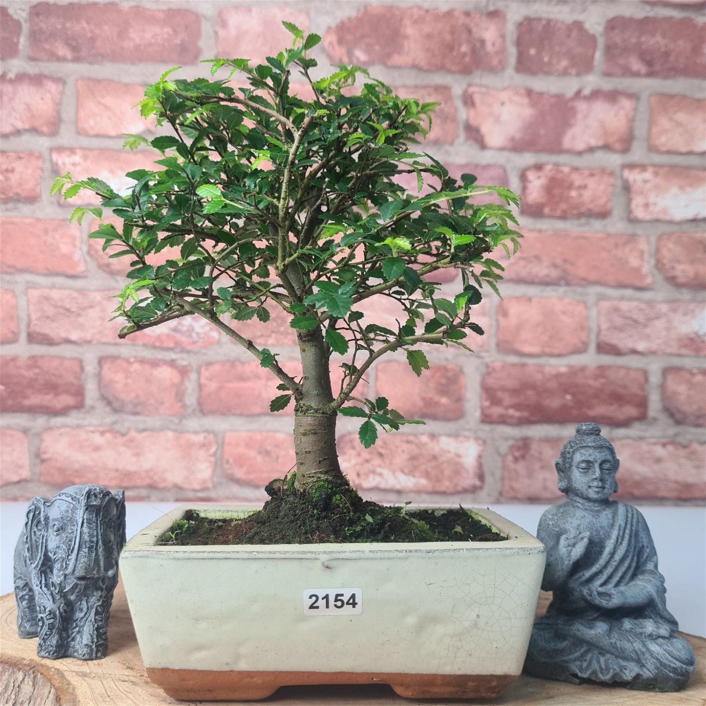 Chinese Elm (Ulmus Parvifolia) Bonsai Tree | Broom | In 15cm Pot