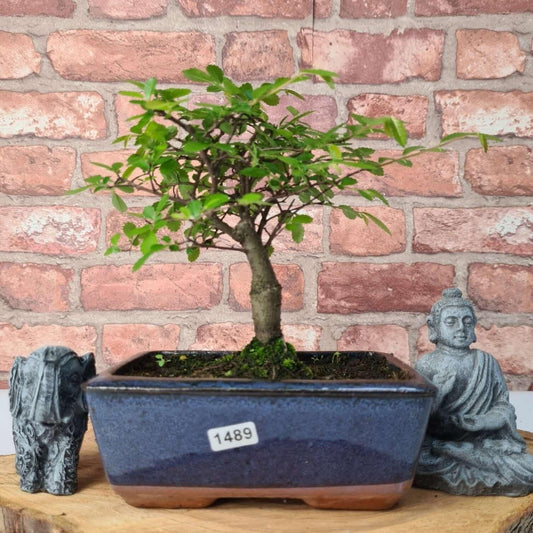 Chinese Elm (Ulmus Parvifolia) Bonsai Tree | Broom | In 15cm Pot