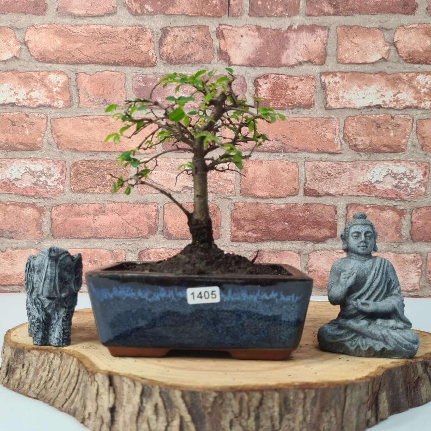 Chinese Elm (Ulmus Parvifolia) Bonsai Tree | Broom | In 15cm Pot