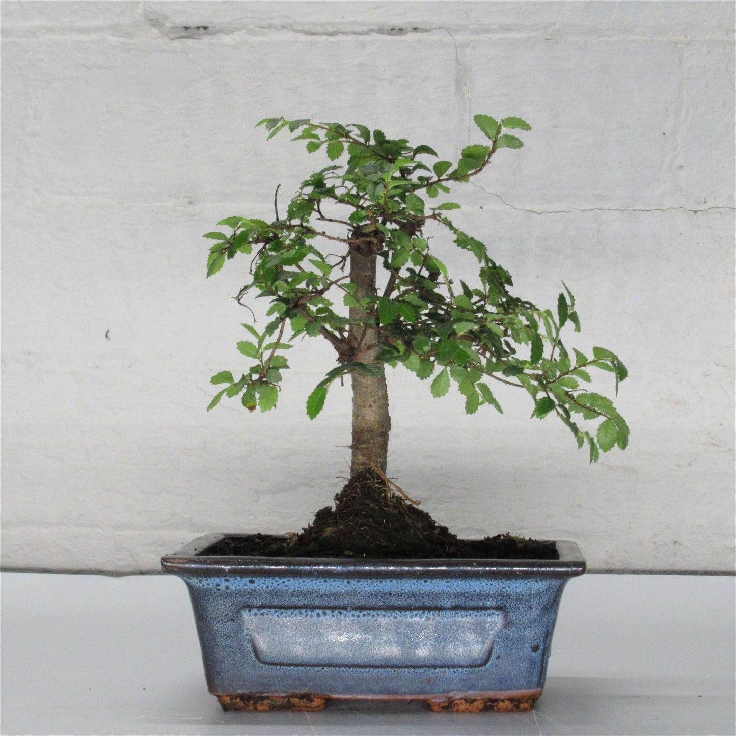 Chinese Elm (Ulmus Parvifolia) Bonsai Tree | Broom | In 15cm Pot