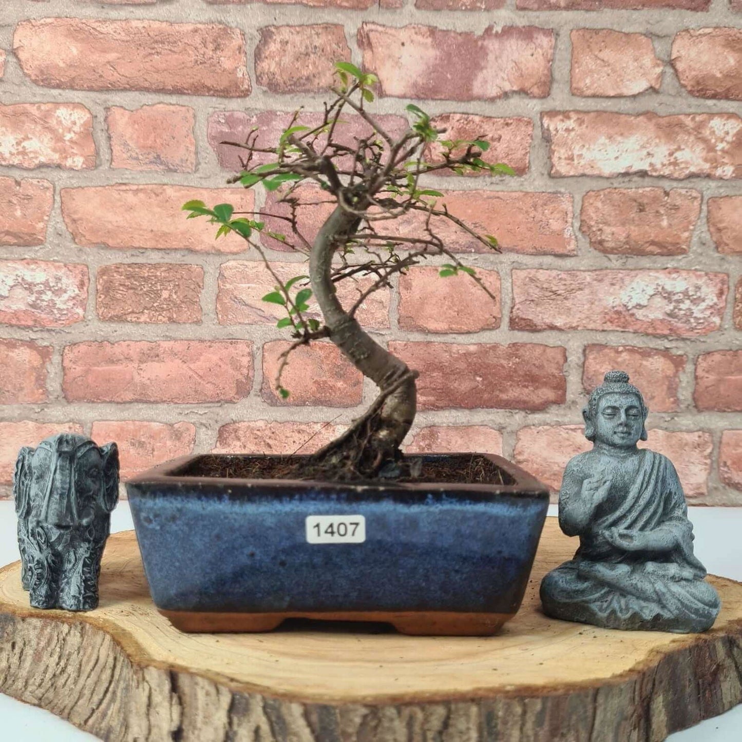 Chinese Elm (Ulmus Parvifolia) Bonsai Tree | Broom | In 15cm Pot