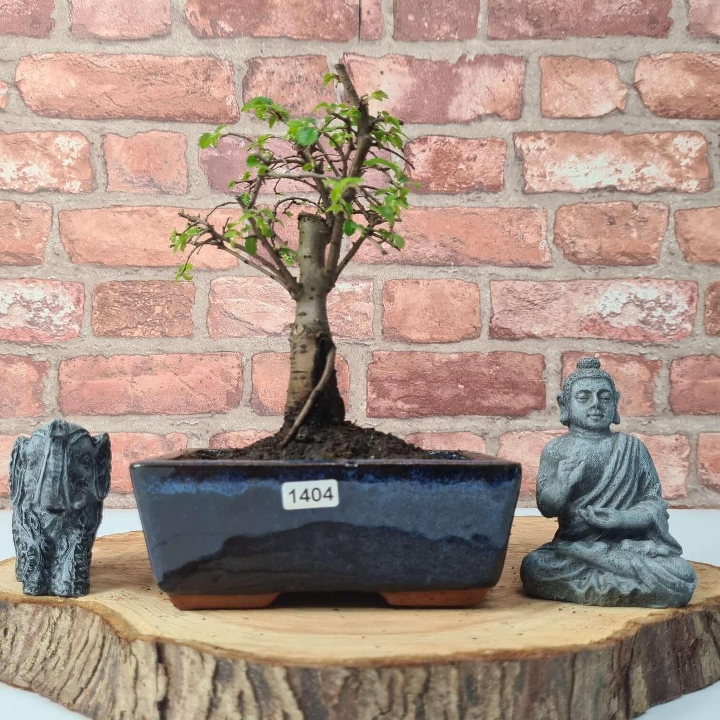 Chinese Elm (Ulmus Parvifolia) Bonsai Tree | Broom | In 15cm Pot