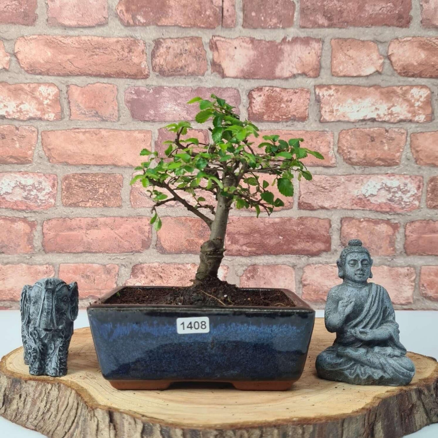 Chinese Elm (Ulmus Parvifolia) Bonsai Tree | Broom | In 15cm Pot