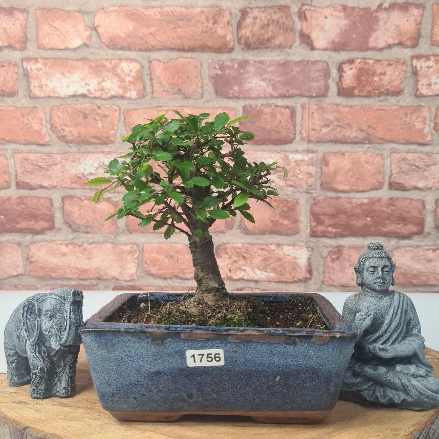 Chinese Elm (Ulmus Parvifolia) Bonsai Tree | Broom | In 15cm Pot
