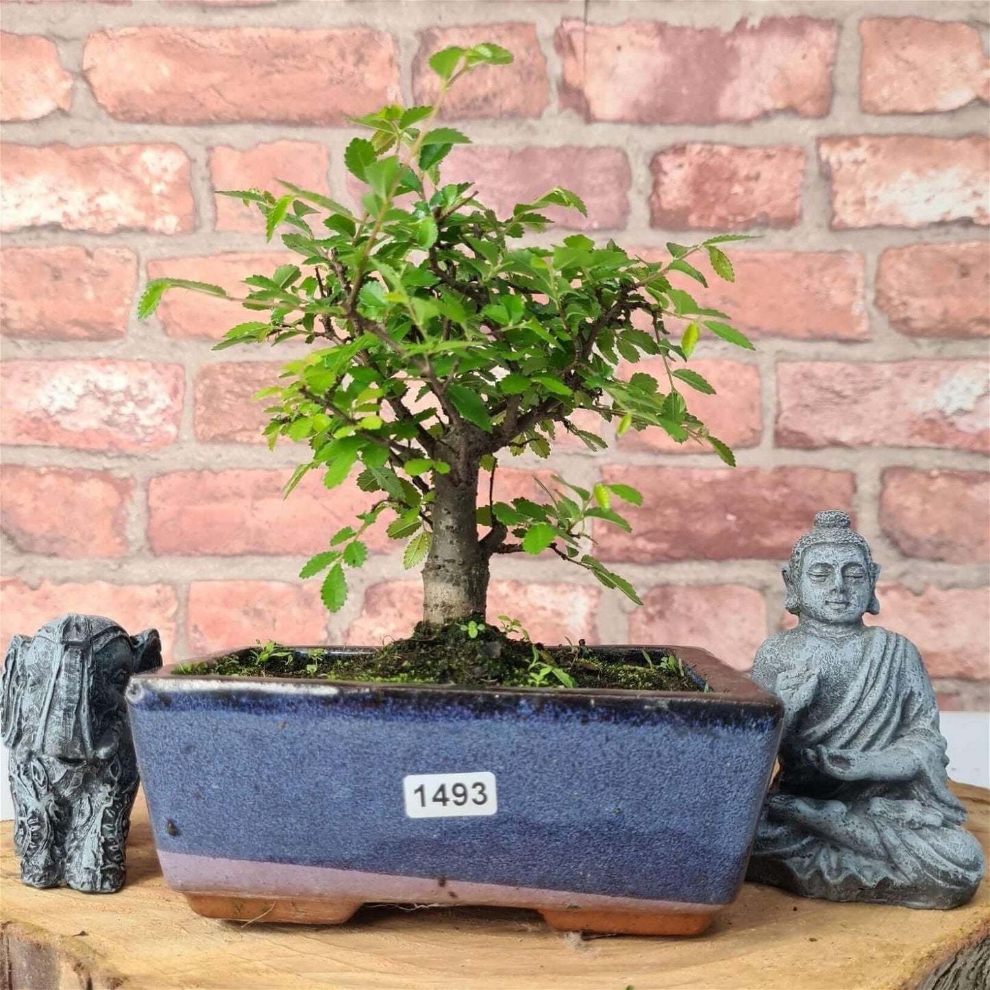 Chinese Elm (Ulmus Parvifolia) Bonsai Tree | Broom | In 15cm Pot