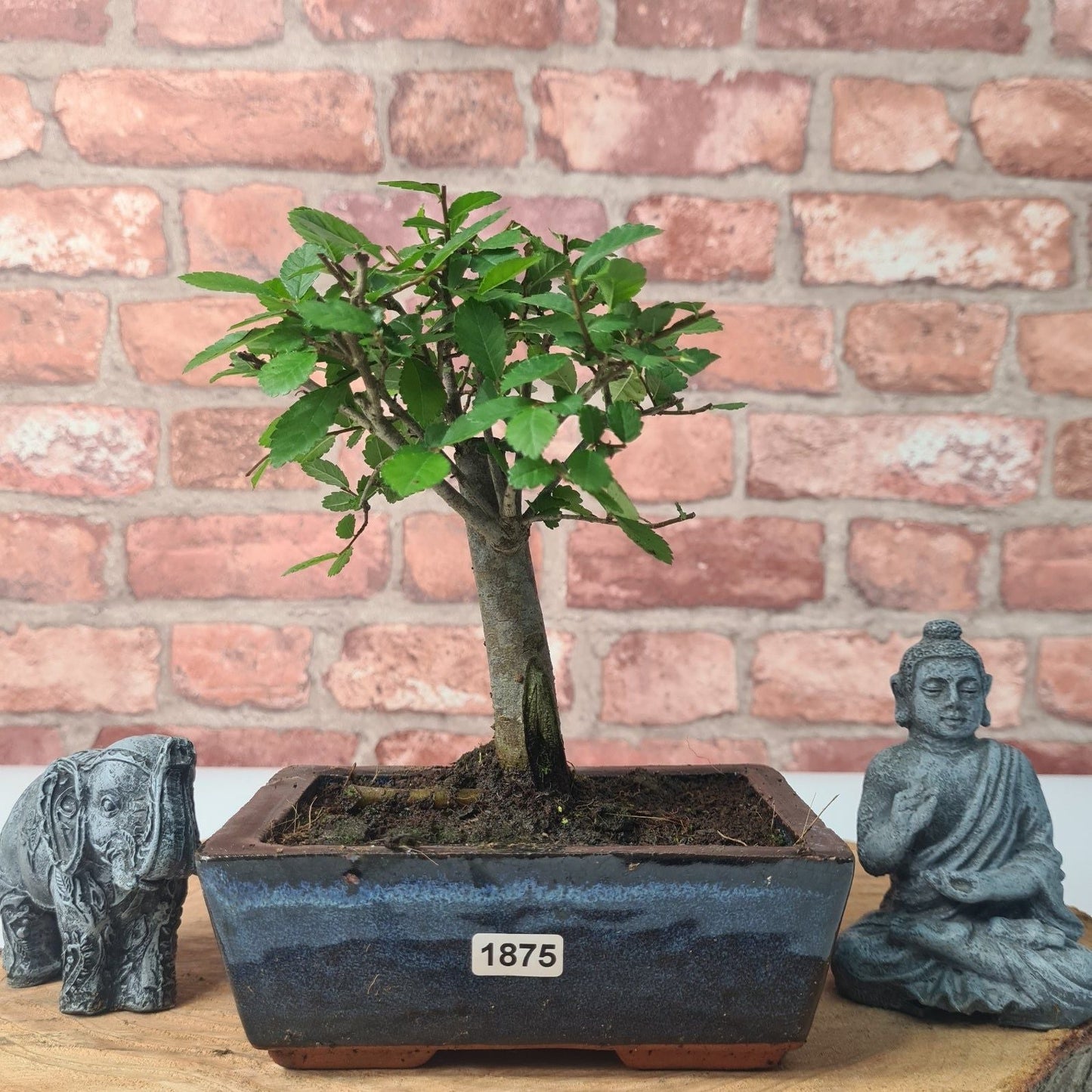 Chinese Elm (Ulmus Parvifolia) Bonsai Tree | Broom | In 15cm Pot