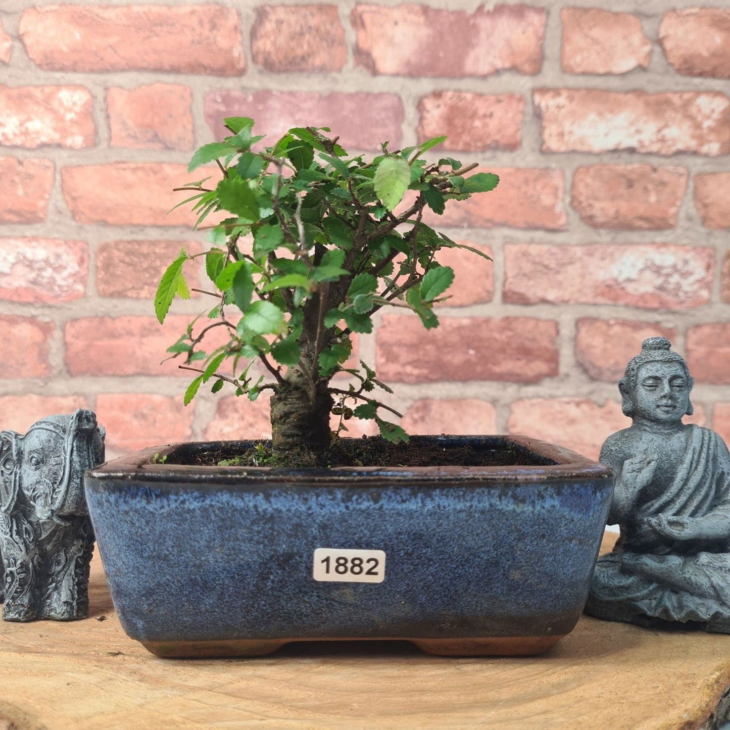 Chinese Elm (Ulmus Parvifolia) Bonsai Tree | Broom | In 15cm Pot