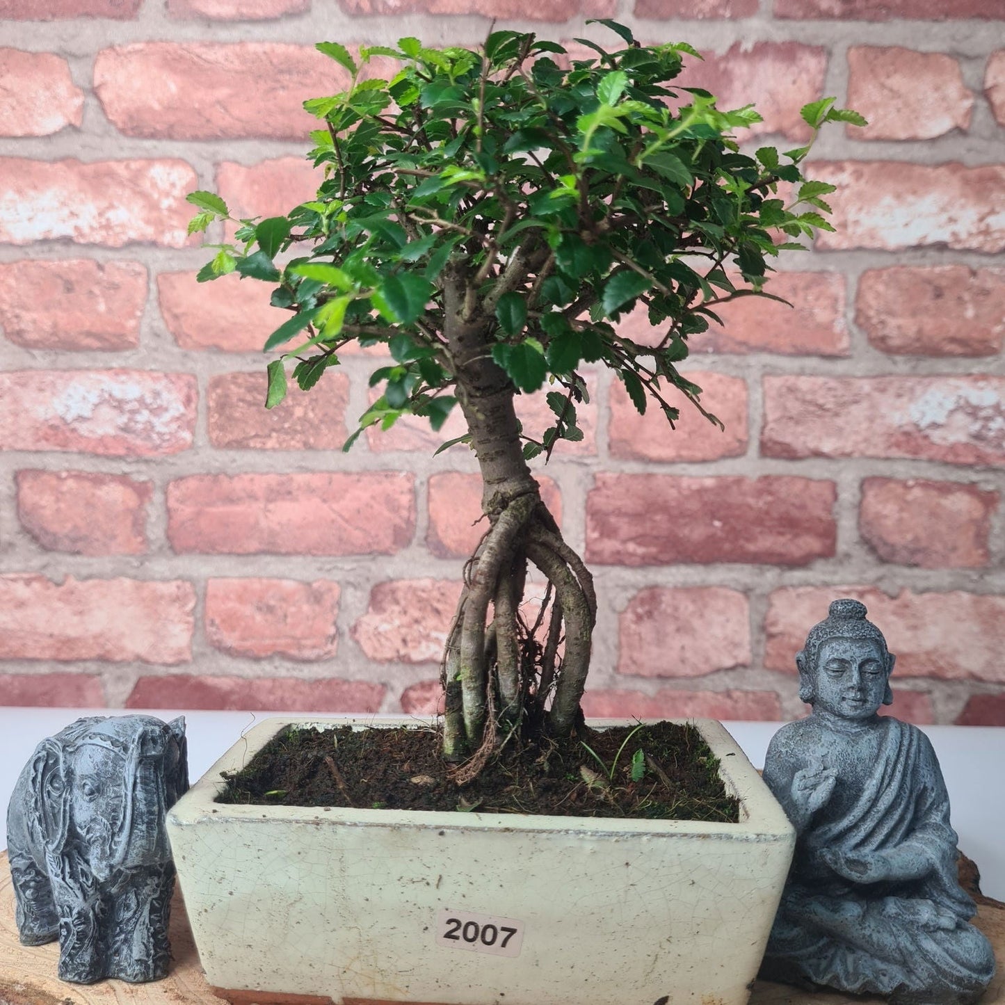 Chinese Elm (Ulmus Parvifolia) Bonsai Tree | Broom | In 15cm Pot