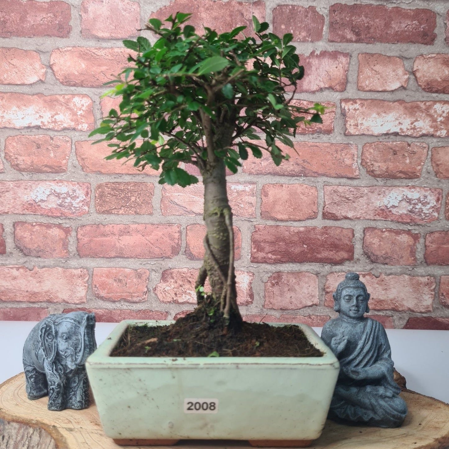 Chinese Elm (Ulmus Parvifolia) Bonsai Tree | Broom | In 15cm Pot