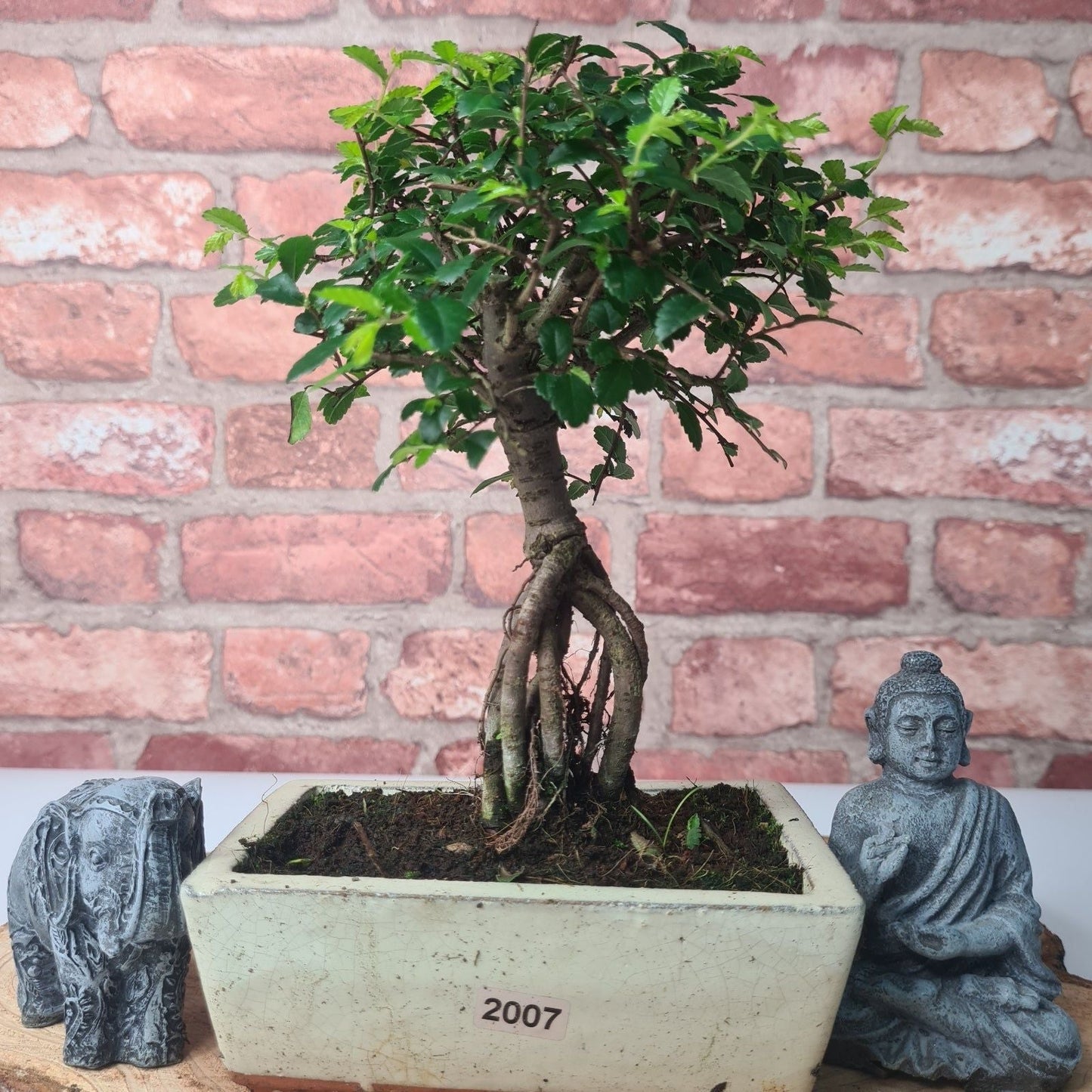Chinese Elm (Ulmus Parvifolia) Bonsai Tree | Broom | In 15cm Pot