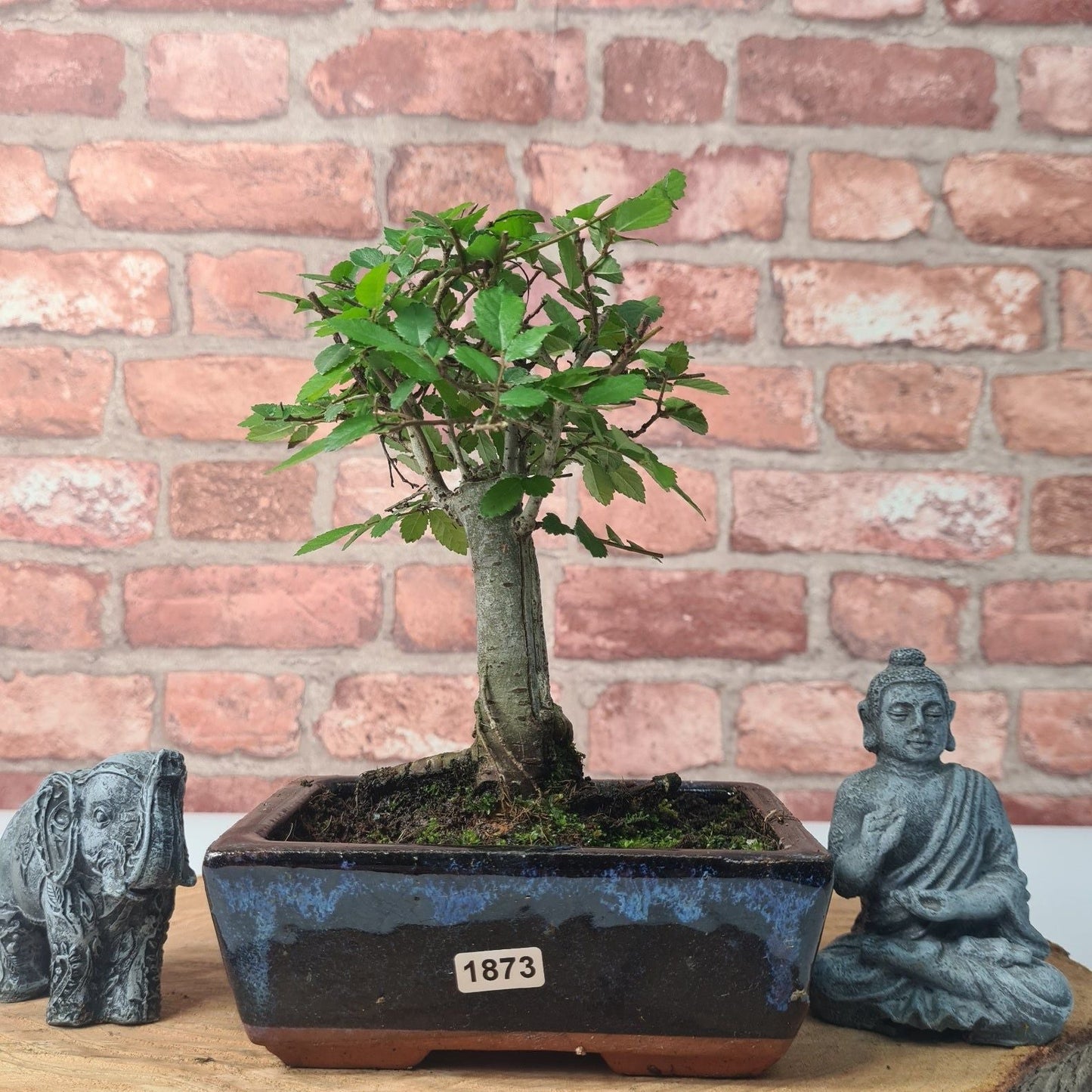 Chinese Elm (Ulmus Parvifolia) Bonsai Tree | Broom | In 15cm Pot