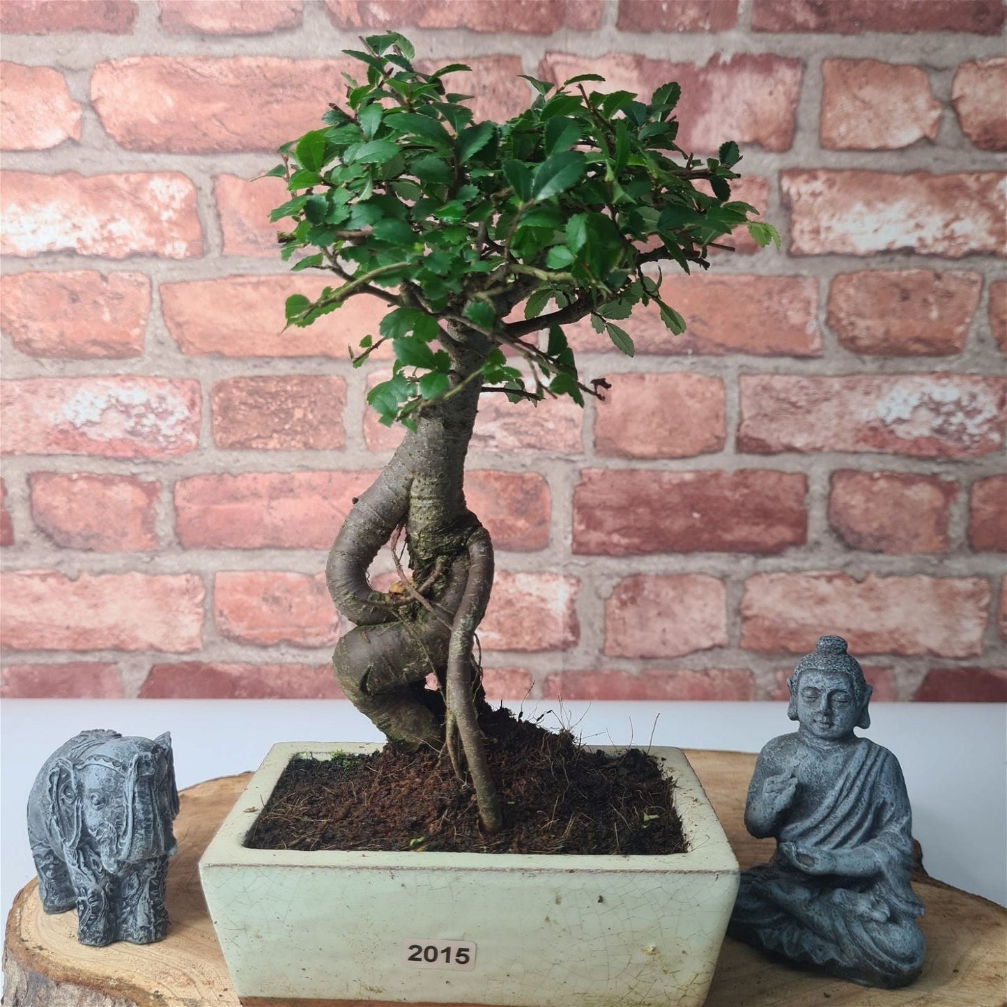 Chinese Elm (Ulmus Parvifolia) Bonsai Tree | Broom | In 15cm Pot