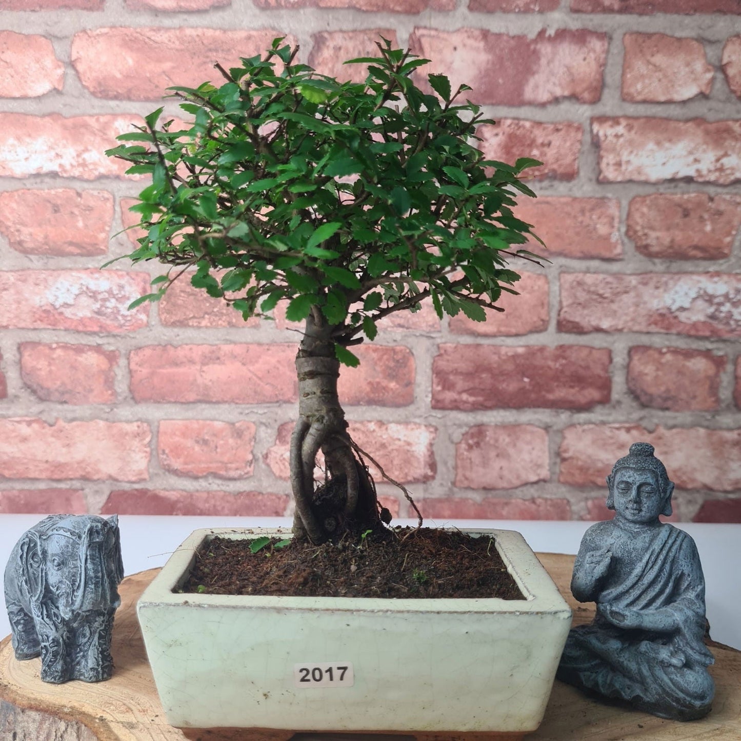Chinese Elm (Ulmus Parvifolia) Bonsai Tree | Broom | In 15cm Pot