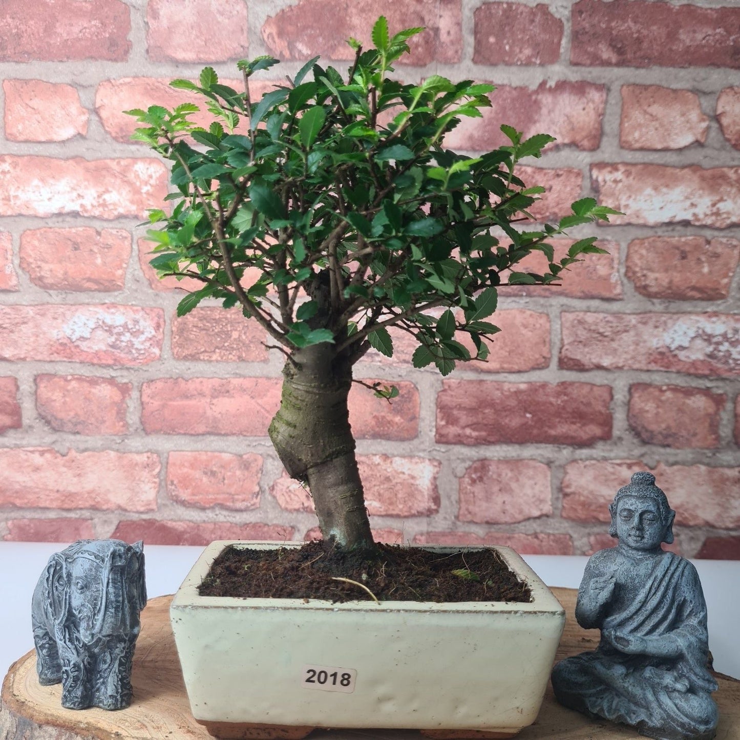 Chinese Elm (Ulmus Parvifolia) Bonsai Tree | Broom | In 15cm Pot