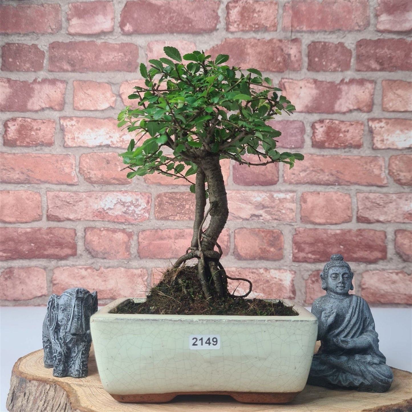 Chinese Elm (Ulmus Parvifolia) Bonsai Tree | Broom | In 15cm Pot