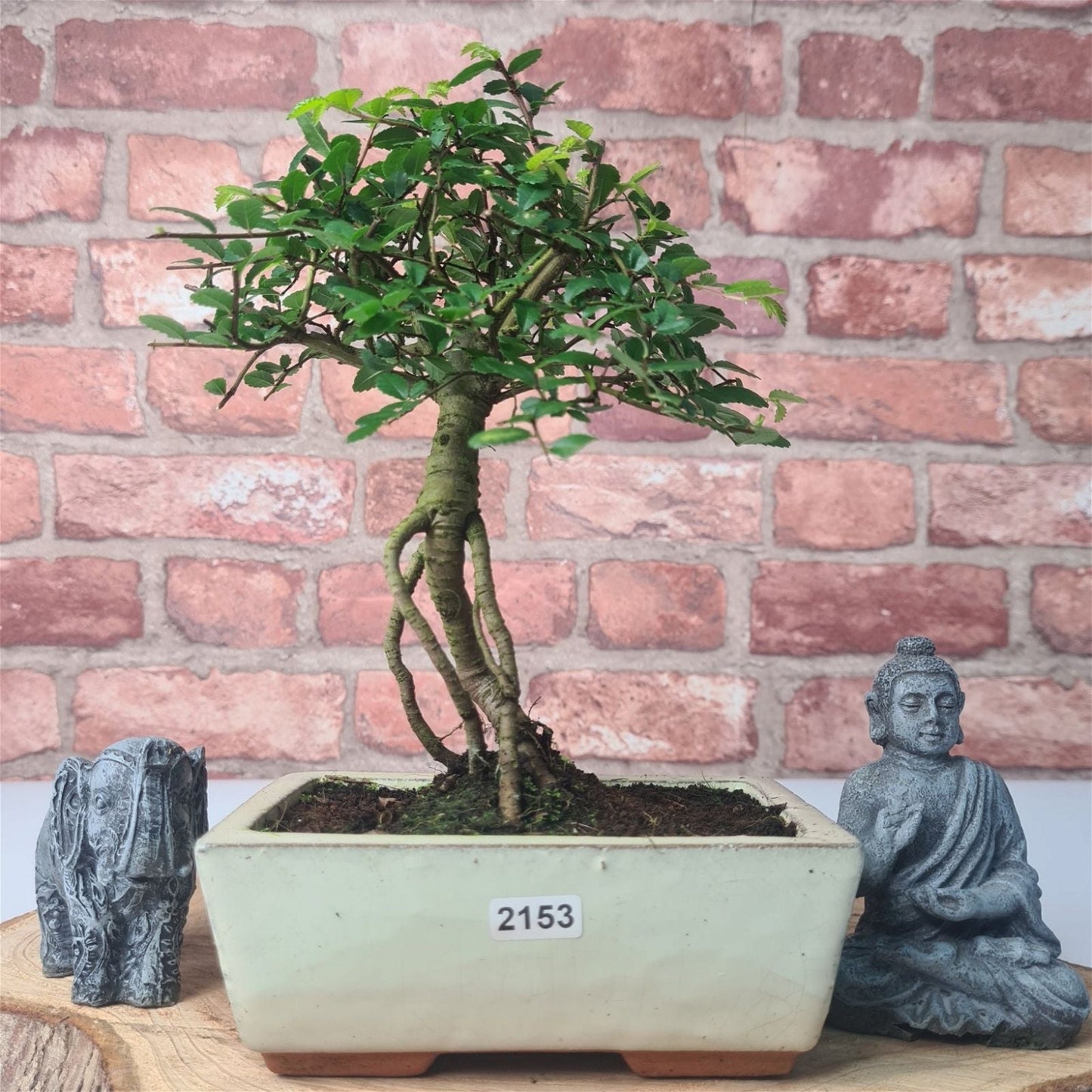 Chinese Elm (Ulmus Parvifolia) Bonsai Tree | Broom | In 15cm Pot