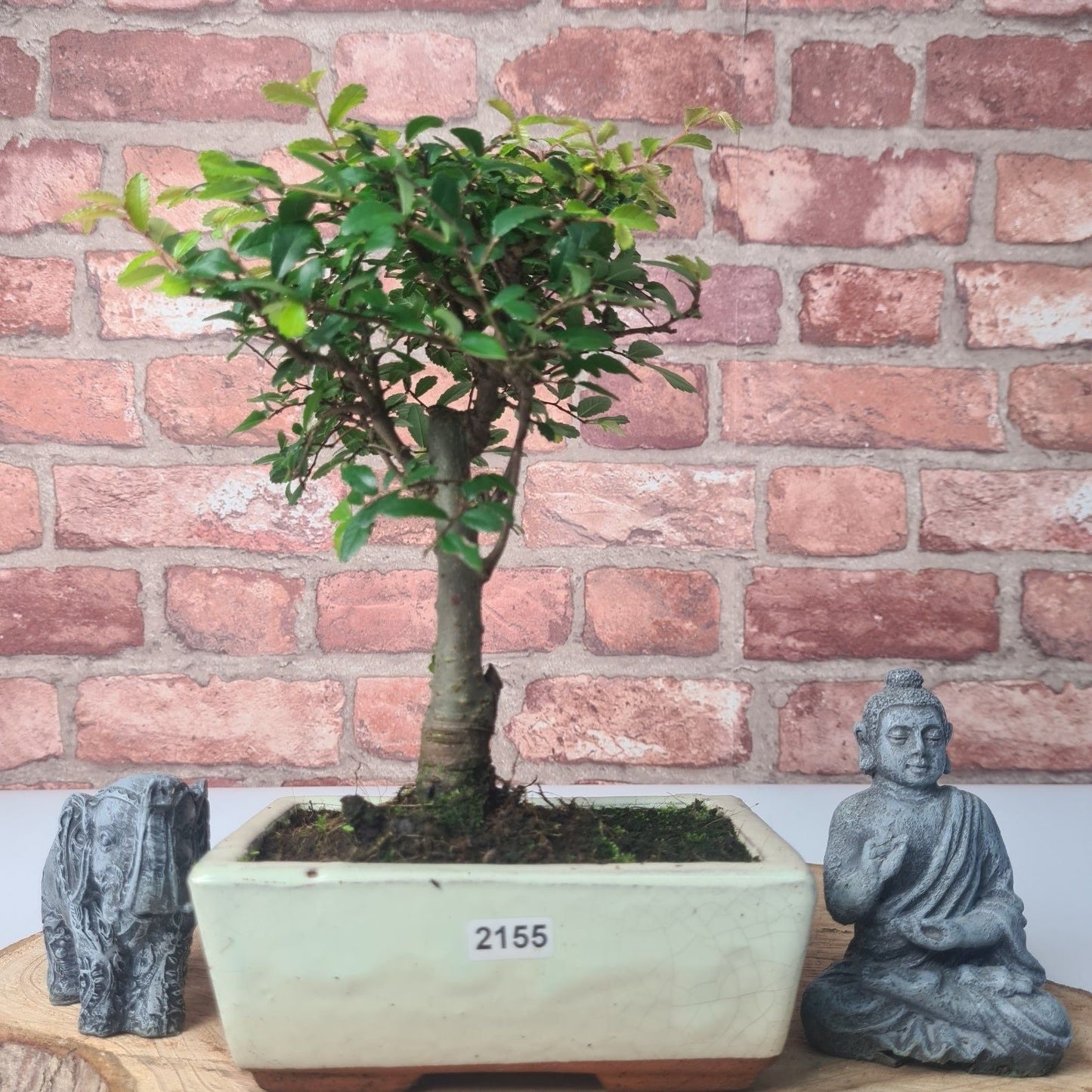 Chinese Elm (Ulmus Parvifolia) Bonsai Tree | Broom | In 15cm Pot