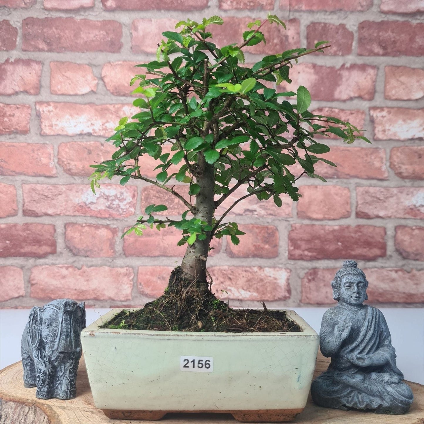 Chinese Elm (Ulmus Parvifolia) Bonsai Tree | Broom | In 15cm Pot