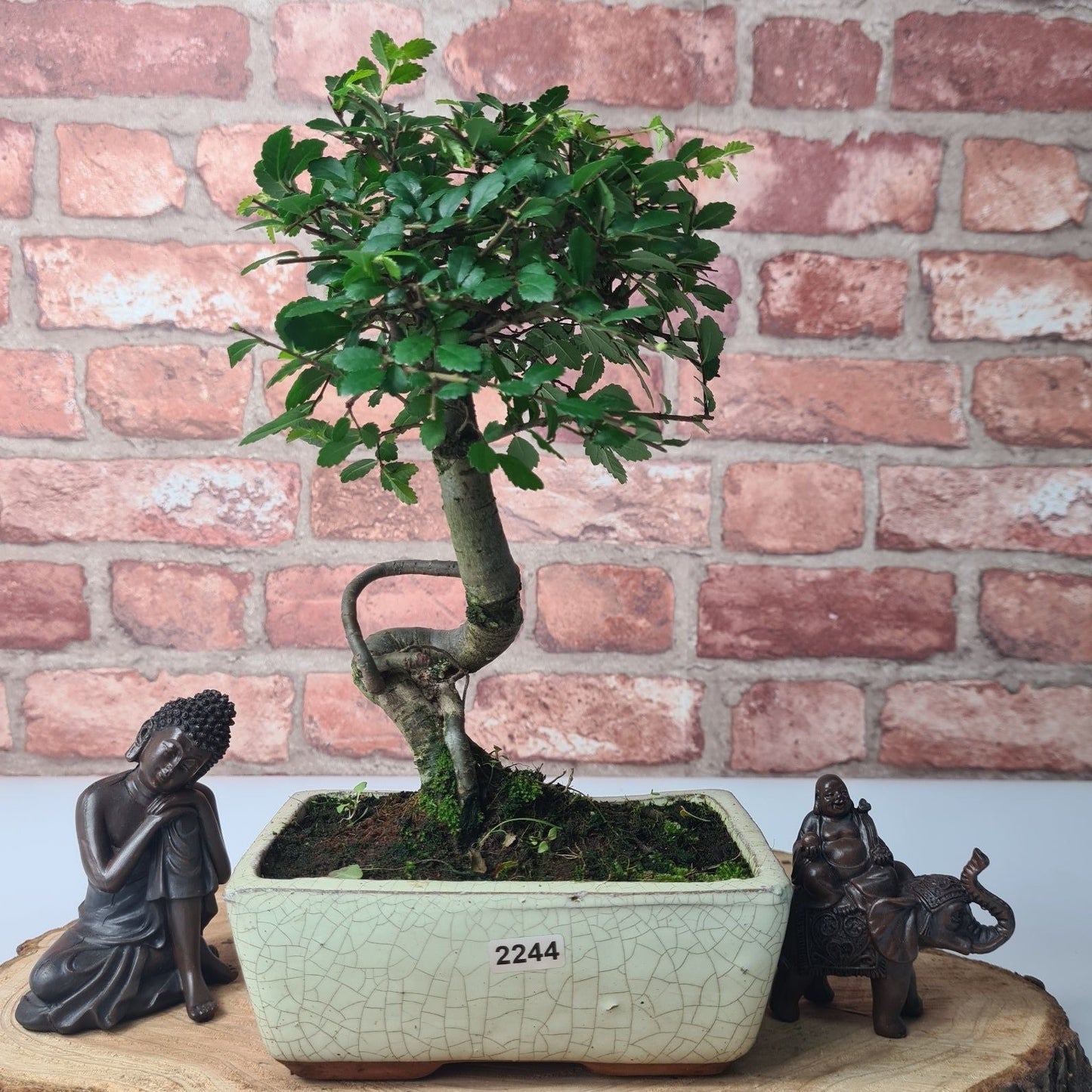 Chinese Elm (Ulmus Parvifolia) Bonsai Tree | Broom | In 15cm Pot