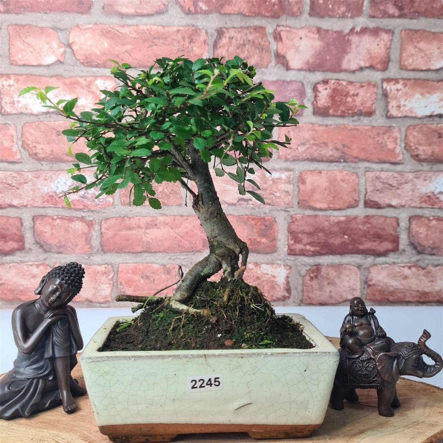 Chinese Elm (Ulmus Parvifolia) Bonsai Tree | Broom | In 15cm Pot