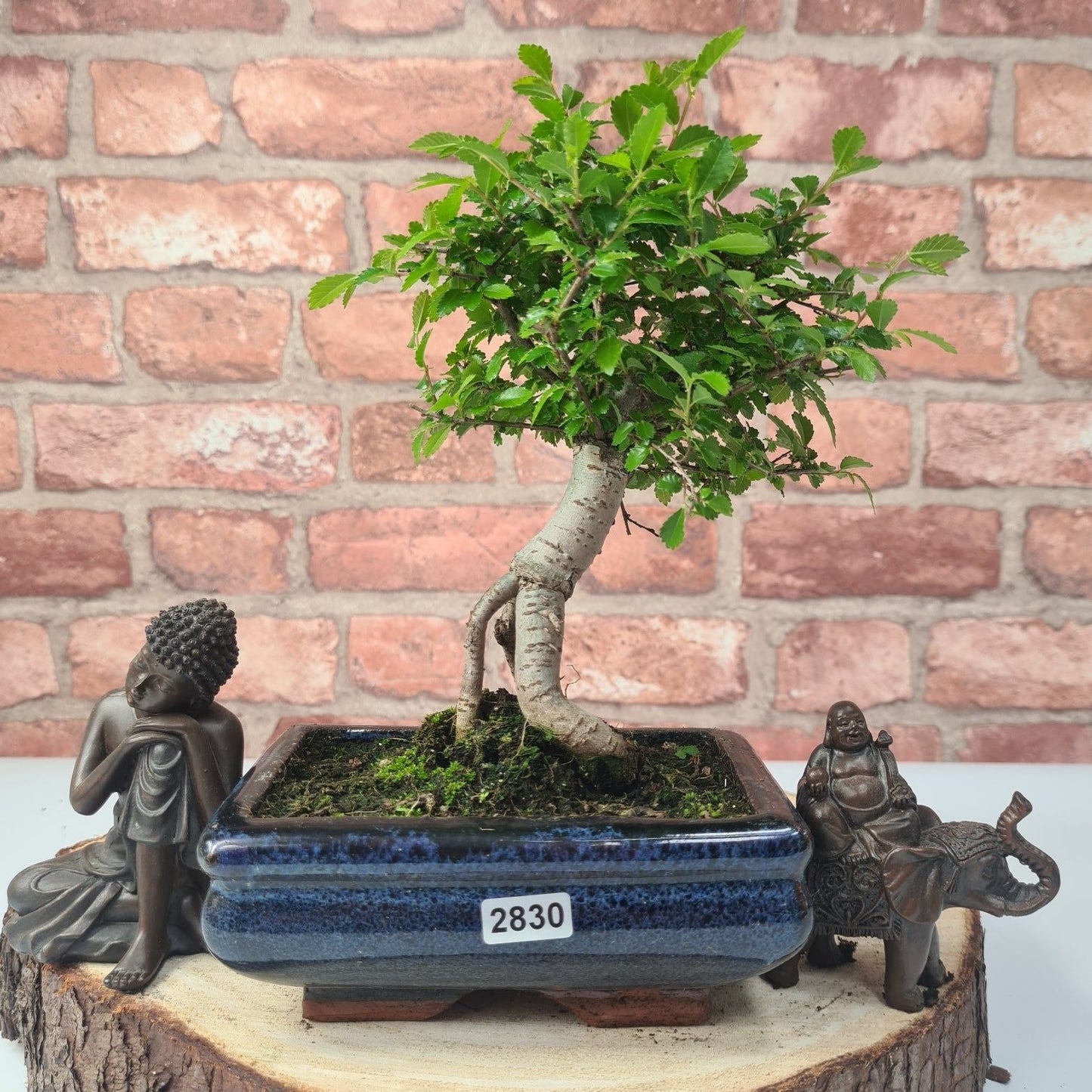 Chinese Elm (Ulmus Parvifolia) Bonsai Tree | Broom | In 15cm Pot