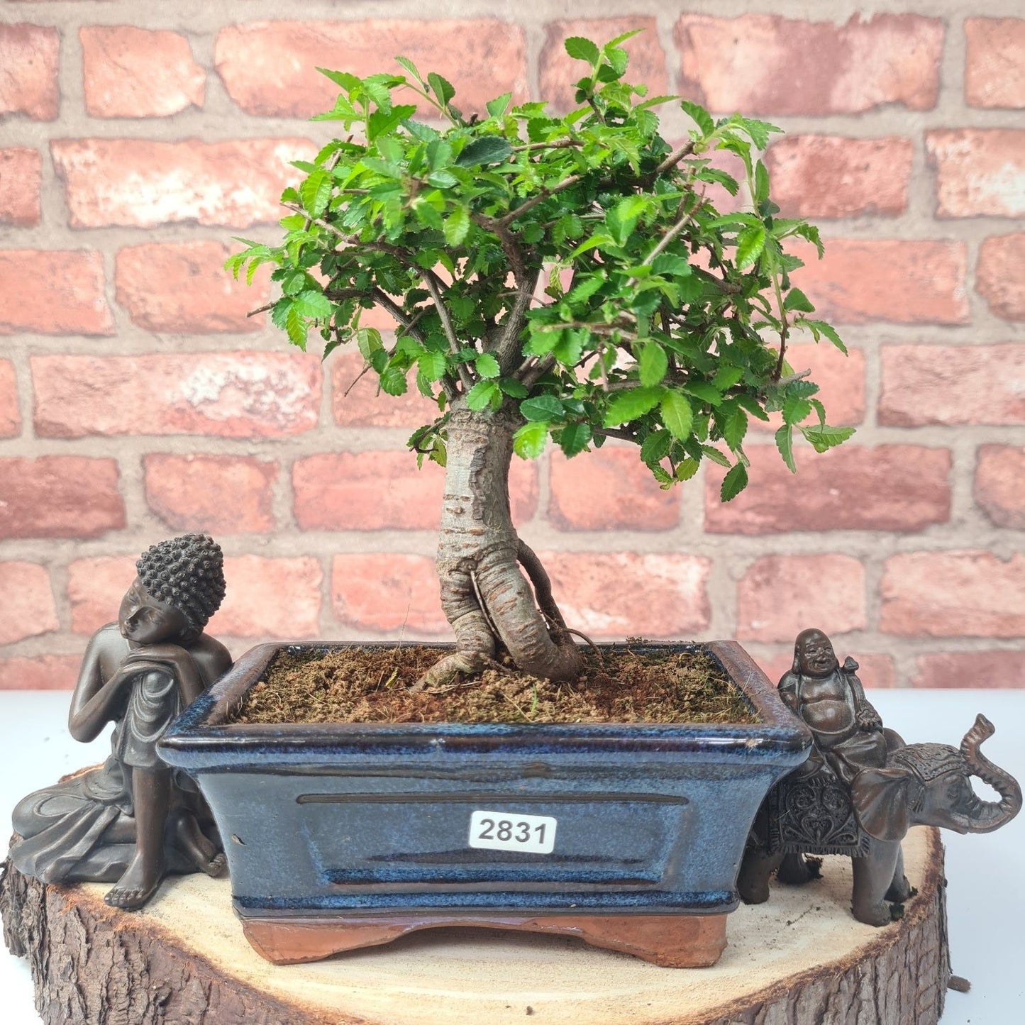 Chinese Elm (Ulmus Parvifolia) Bonsai Tree | Broom | In 15cm Pot