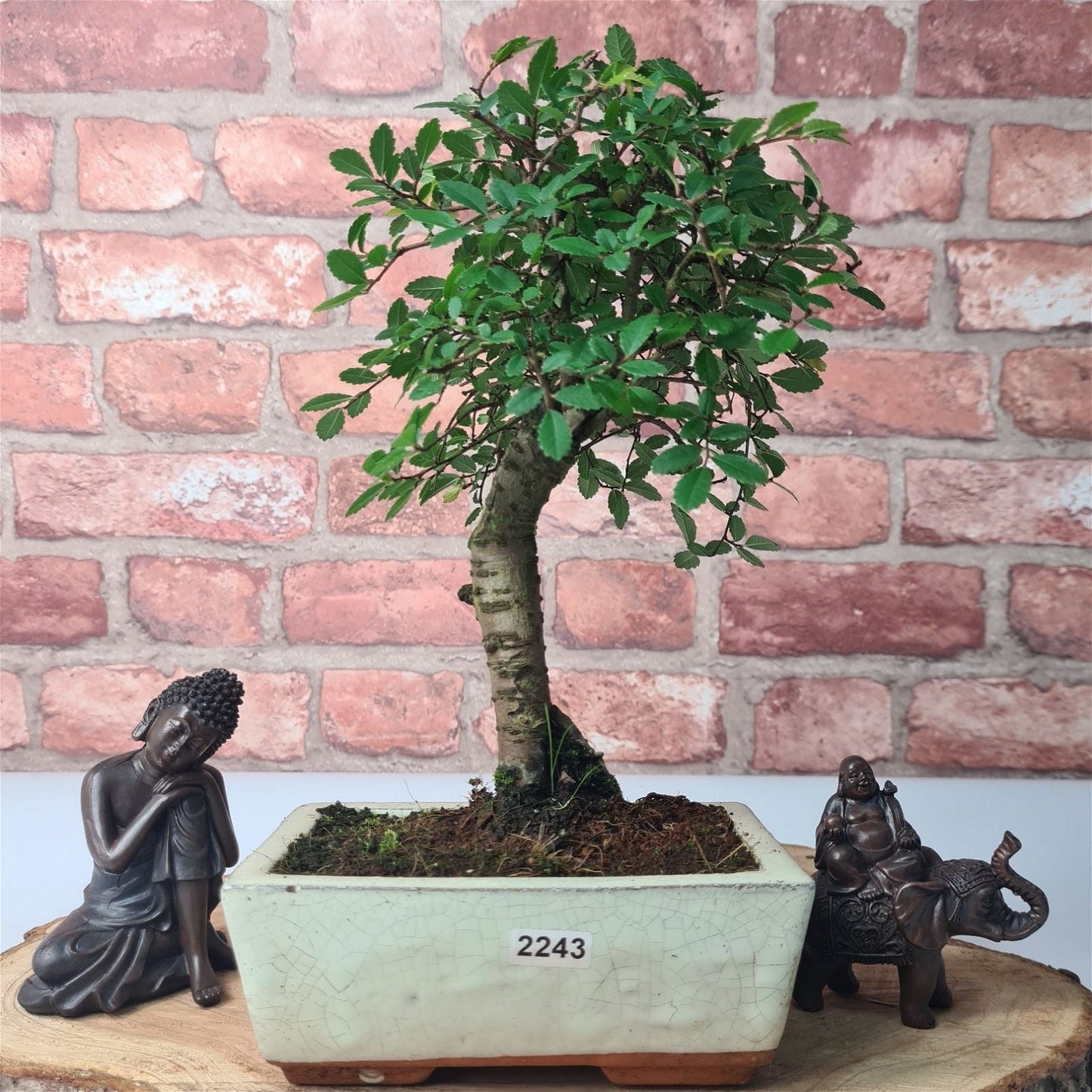 Chinese Elm (Ulmus Parvifolia) Bonsai Tree | Broom | In 15cm Pot