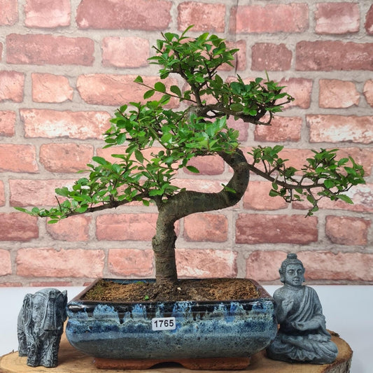 Chinese Elm (Ulmus Parvifolia) Bonsai Tree | Shaped | In 20cm Pot